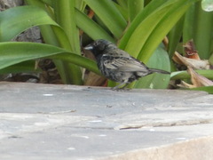 Volatinia jacarina