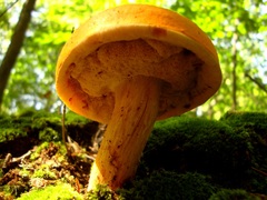 Tylopilus balloui