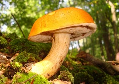 Tylopilus balloui