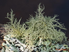 Usnea subfloridana