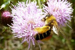 Dasypoda hirtipes