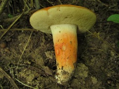 Tylopilus balloui