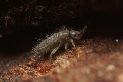 Entomobrya unostrigata