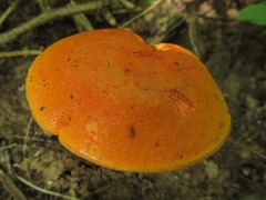 Tylopilus balloui
