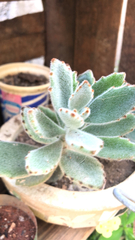 Kalanchoe tomentosa