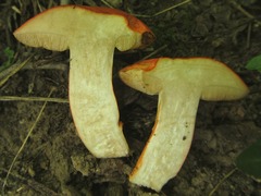 Tylopilus balloui