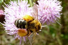 Dasypoda hirtipes