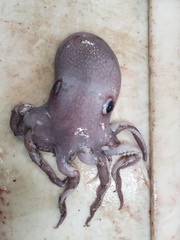 Graneledone verrucosa
