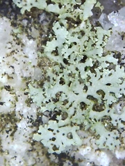 Physcia thomsoniana