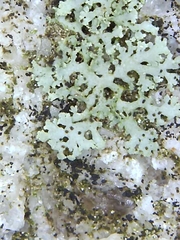 Physcia thomsoniana