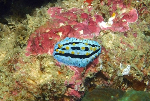 Sky Blue Phyllidia — seen at this dive site