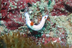 Hypselodoris whitei
