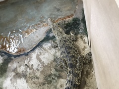 Crocodylus rhombifer