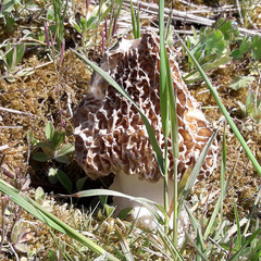 Morchella esculenta