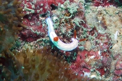 Hypselodoris whitei