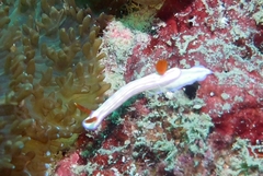Hypselodoris whitei