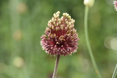 Allium amethystinum