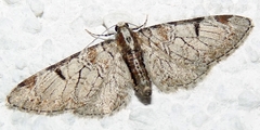 Eupithecia insigniata