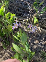 Solanum africanum