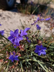 Aristea dichotoma