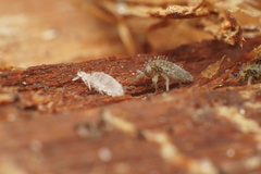 Entomobrya unostrigata