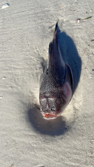 Astroscopus y-graecum