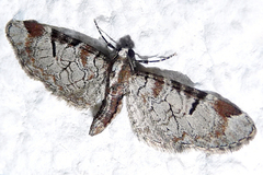Eupithecia insigniata