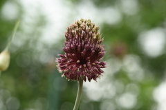 Allium amethystinum