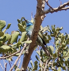 Merops cyanophrys