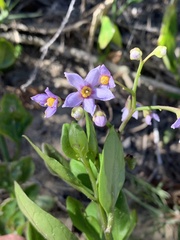 Solanum africanum