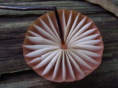 Marasmius fulvoferrugineus