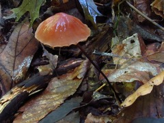 Marasmius fulvoferrugineus