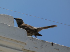 Mimus longicaudatus