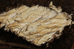 Ramaricium polyporoideum