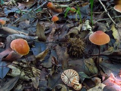 Marasmius fulvoferrugineus