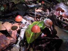 Marasmius fulvoferrugineus