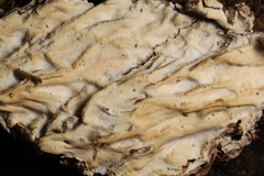 Ramaricium polyporoideum