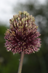 Allium amethystinum