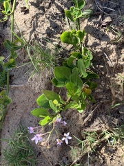 Solanum africanum