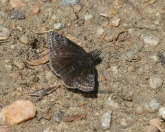 Erynnis afranius