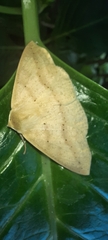 Cratoptera