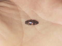 Buprestidae