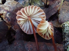 Marasmius fulvoferrugineus