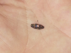 Buprestidae