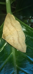 Cratoptera