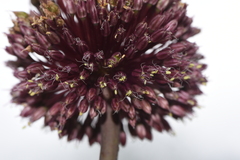 Allium amethystinum