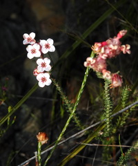 Erica ampullacea