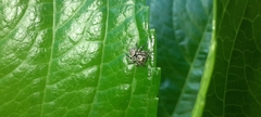 Paraphidippus fartilis