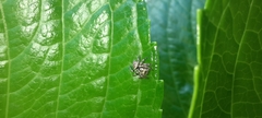 Paraphidippus fartilis