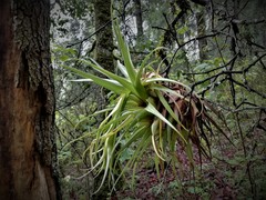 Tillandsia violacea